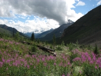 Amiskwi Pass Area